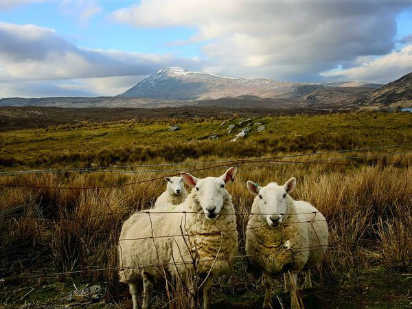 گوسفند اسکاتلندی عکاس: Marc Lanciaux مکان: اسکاتلند برای عکاسی از حیوانات بهترین موقعیت ایستادن در موقعیتی است که محیط اطراف این حیوانات نیز به‌خوبی نمایش داده شوند. 