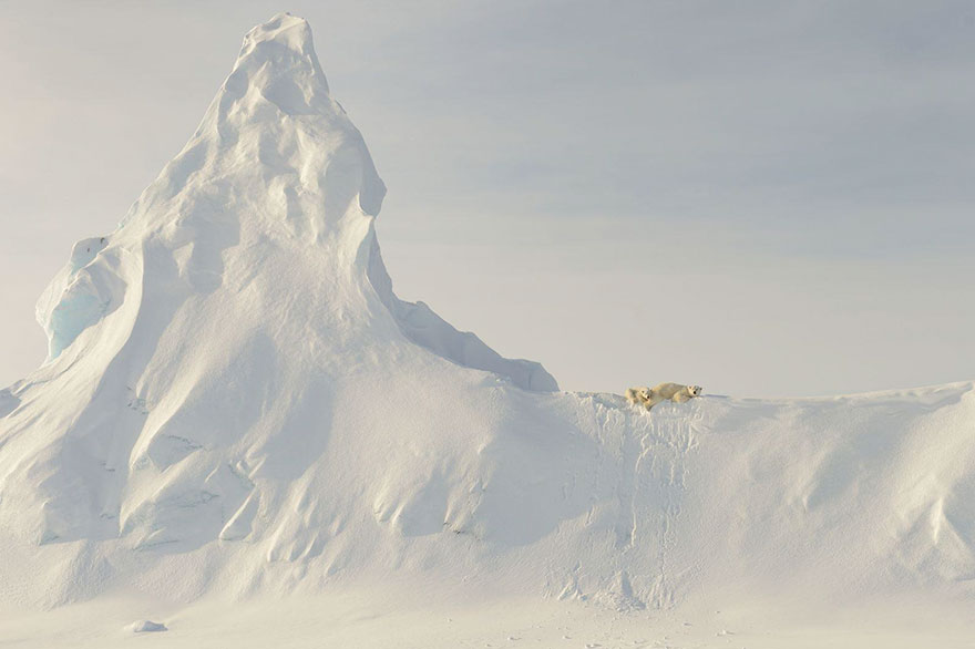 خرس‌ها در یخ - کانادا موضوع: طبیعت عکاس: John Rollins 