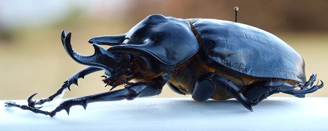 acteon-beetle.jpg.638x0_q80_crop-smart
