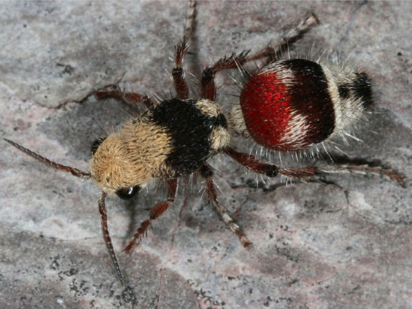velvet-ant-technically-a-wasp-w600