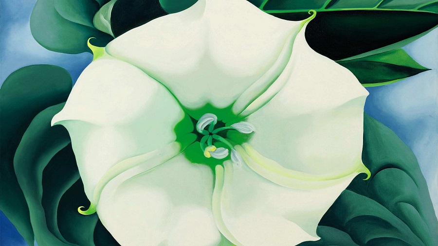 white-flower-no1