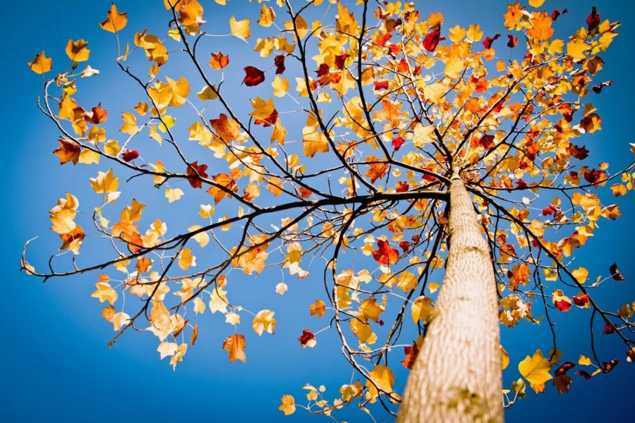 چرا آسمان در فصل پاییز آبی تر است؟