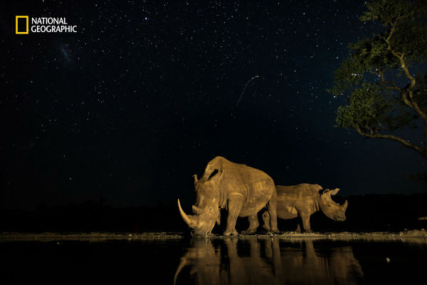2-endangered-rhinos-pause-for-a-drink-under-the-stars-in-south-africa-w600