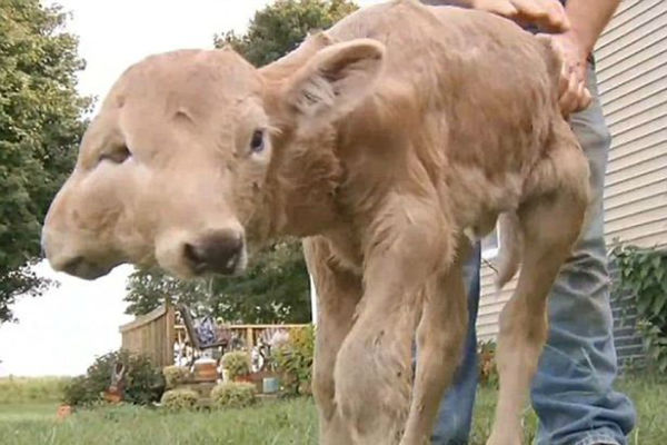rare-double-faced-calf-born-in-kentucky-w600