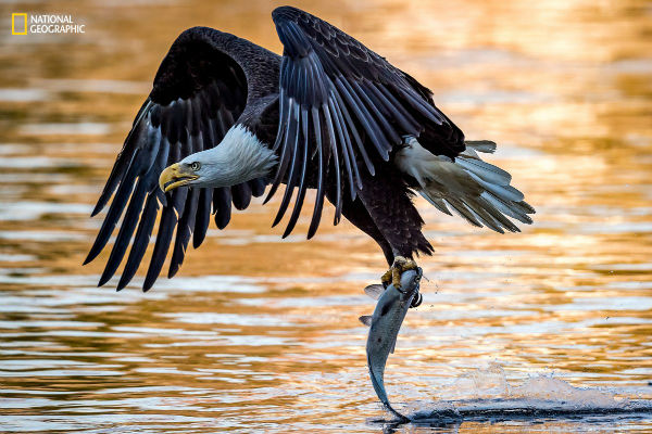 a-bald-eagle-plucks-an-unsuspecting-victim-out-of-the-susquehanna-river-w600