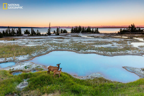 a-doe-and-her-fawn-survey-their-surroundings-in-yellowstone-national-park-w600