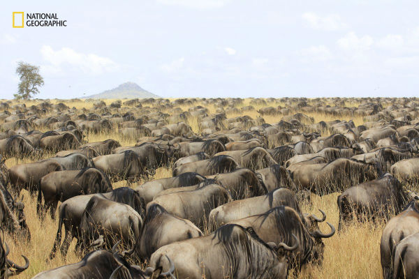 a-herd-of-wildebeest-roam-through-the-serengeti-in-tanzania-w600