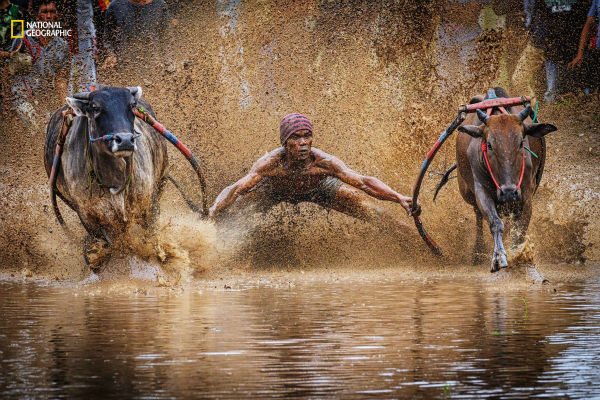a-jockey-grips-his-harnesses-while-taking-part-in-pacu-jawi-indonesian-bull-racing-if-he-is-fast-his-bulls-will-sell-for-a-higher-price-w600