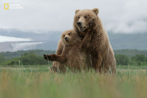 a-mother-and-cub-frolic-in-the-fields-of-katmai-alaska-w600