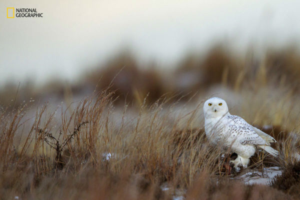 a-snowy-owl-peers-suspiciously-as-it-stands-over-its-prey-on-jones-beach-new-york-w600
