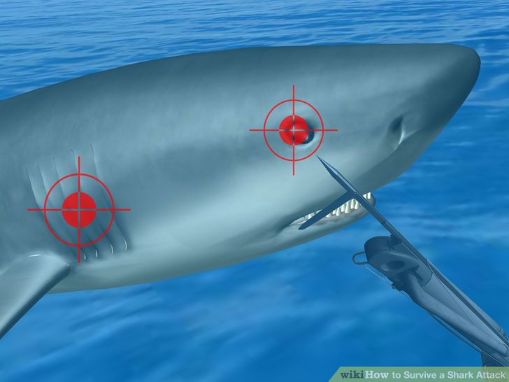aid42848-728px-survive-a-shark-attack-step-4bullet1