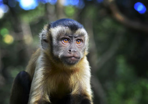 monkeyfacts-capuchin.jpg.653x0_q80_crop-smart-w600