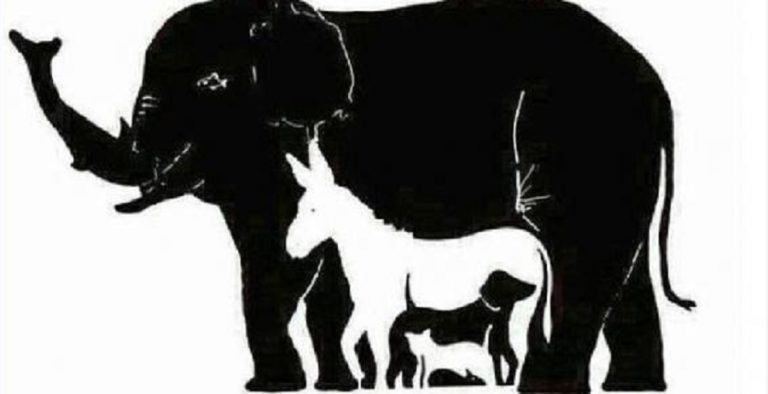 چالش: چه تعداد حیوان در این عکس می بینید؟