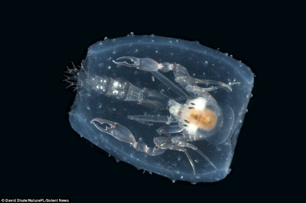حشره ای دریایی که در محفظه ای شفاف قرار گرفته. این مخلوق را می توان در مرز آتلانتیک پیدا نمود