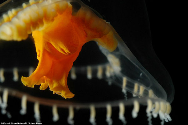 جانور شفافی مانند عروس دریایی هیدرومِدوسان را در اقیانوس آتلانتیک مشاهده می کنید