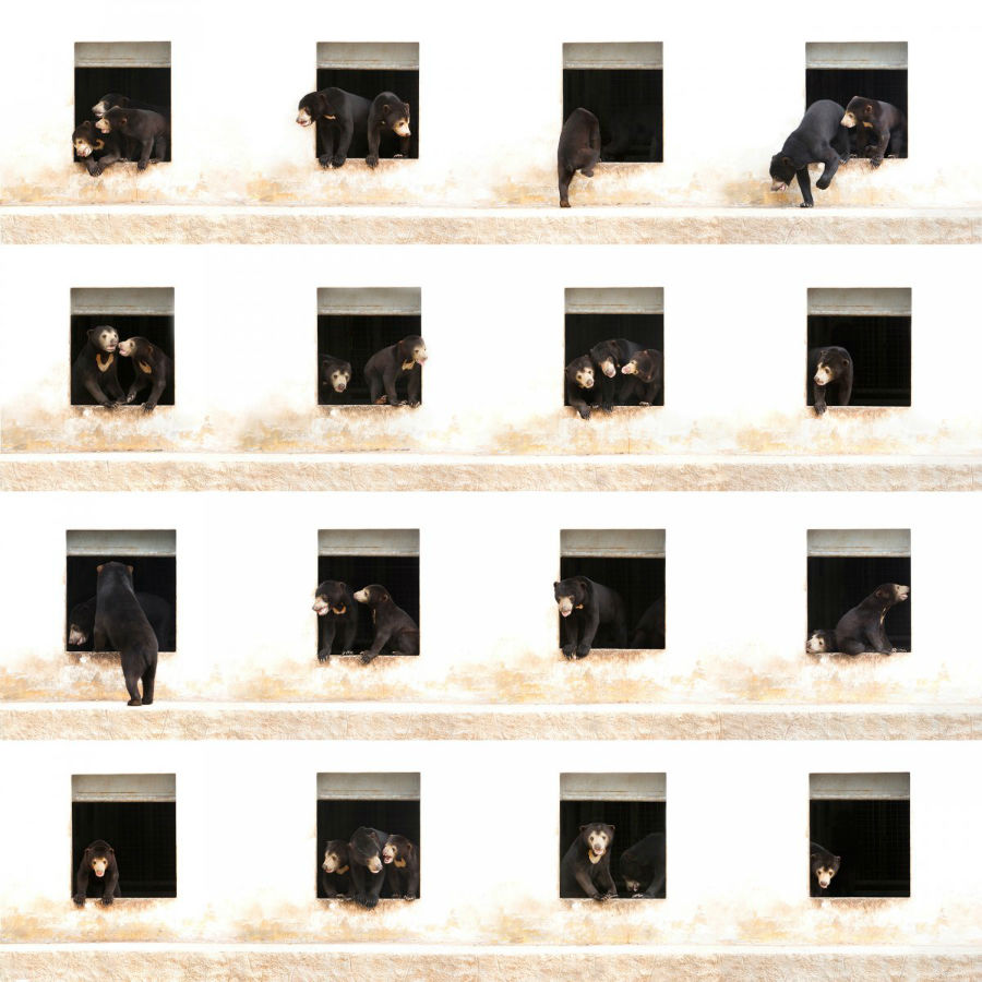 «خرس های آپارتمان شماره 6»؛ این تصویر ترکیبی از 16 عکس است که از یک نمای ثابت در حالت های مختلف توسط عکاسی به نام «الکس سیرنز» گرفته شده و با هنرمندی در کنار هم چیده شده اند تا نمایی مسحور کننده از حرکات خرس ها در یک آپارتمان را به تصویر بکشد.