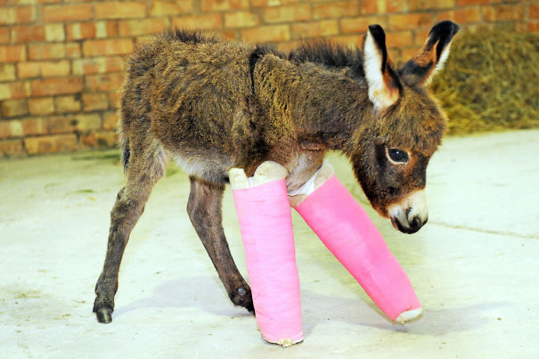 تصاویر با مزه از گچ گرفتن دست و پای شکسته حیوانات