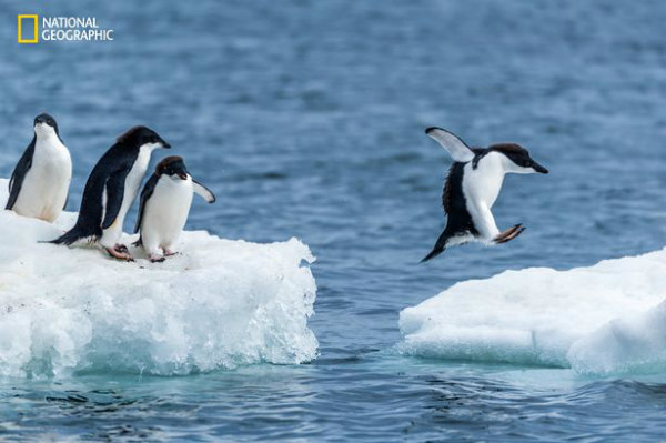 adelie-penguin-jumping-between-ice-floes-w600