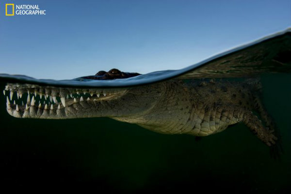 crocodile-waterline-w600