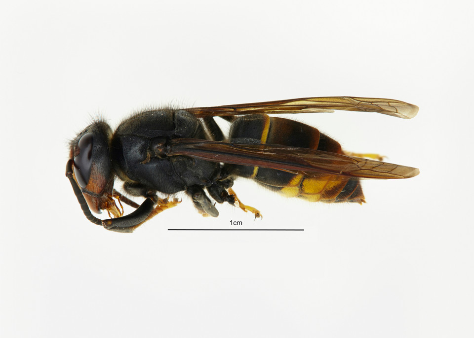 Undated handout photo issued by Defra of an Asian hornet found in the Tetbury area of Gloucestershire, where work is now under way to find and destroy any nests belonging to the non-native species. PRESS ASSOCIATION Photo. Issue date: Tuesday September 20, 2016. Experts said the Asian species, which at up to 2.5cm (one inch) long is smaller than native European hornets, pose no greater risk to human health than bees. See PA story ENVIRONMENT Hornet. Photo credit should read: David Crossley/Defra/PA Wire NOTE TO EDITORS: This handout photo may only be used in for editorial reporting purposes for the contemporaneous illustration of events, things or the people in the image or facts mentioned in the caption. Reuse of the picture may require further permission from the copyright holder.