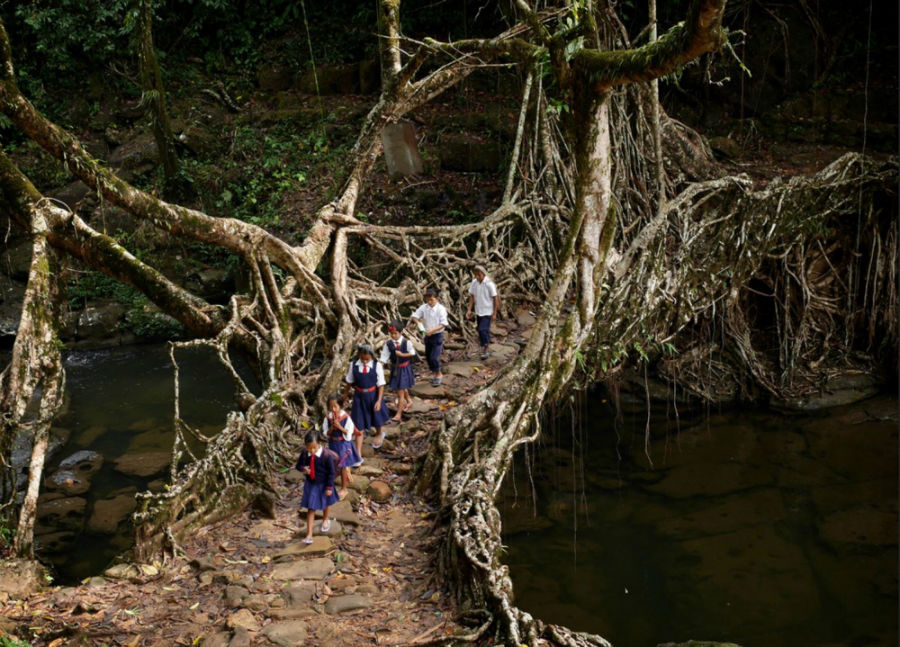 پل ریشه زنده درخت، هند