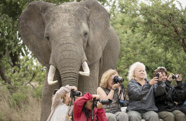 گردشگران در حیات وحش زیمباوه به شدت غرق عکاسی خود از زاویه روبه رو هستند و حواسشان نیست که یک فیل غول پیکر پشت سرشان ایستاده و نظاره گر عکاسی آنهاست.