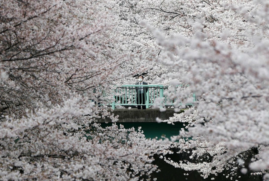 مردی در حال تماشای شکوفه های گیلاس در توکیو، ژاپن - 10 آوریل 2016