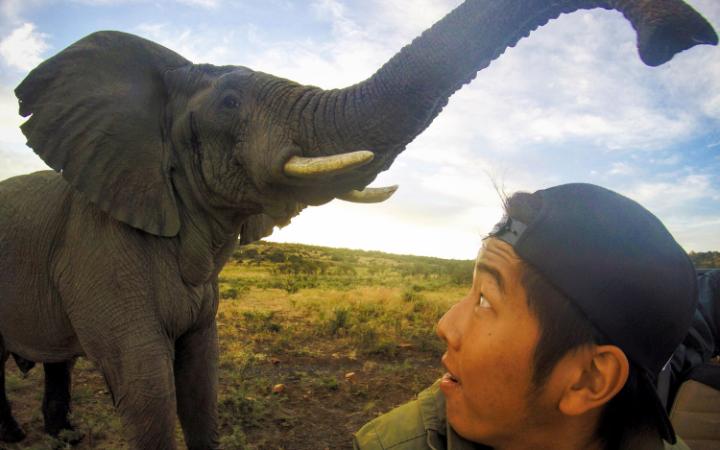 یک گردشگر آمریکائی به نام توماس چان، در سفر خود به سافاری آفریقای جنوبی، وقتی قصد داشته از خودش و فیلی که در فاصله از وی قرار داشته، سلفی بگیرد، حیوان به طور ناگهانی نزدیک شده و موجب وحشت زیاد این جوان 20 ساله می شود.