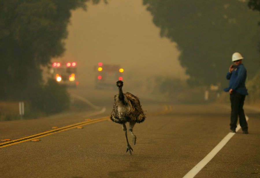 شترمرغی در حال فرار میان آتش سوزی پوتریرو در کالیفرنیا - 20 ژوئن