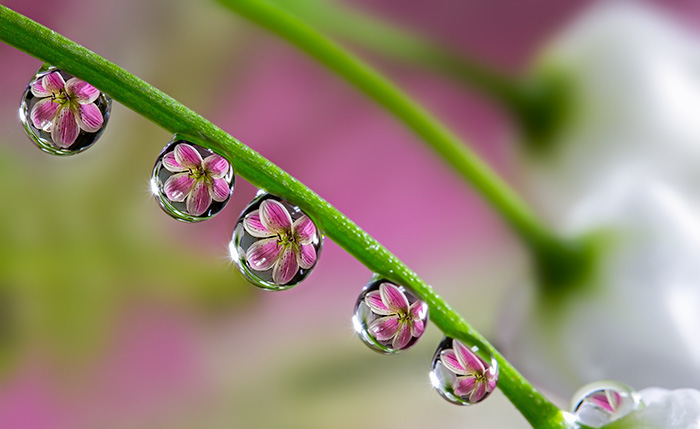 گل ها درون قطره های آب