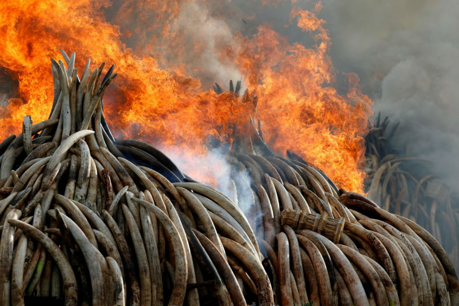 سوزاندن عاج های فیل و کرگدنی که از قاچاقچیان ضبط شده، در پارک ملی نایروبی در نزدیکی نایروبی در کنیا - 30 آوریل