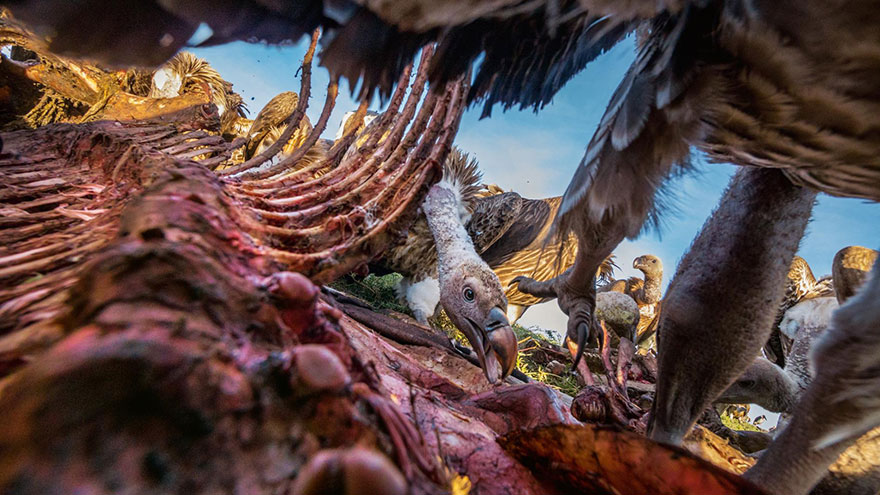 27- لاشخور جوانی در حال خوردن بقایای لاشه گورخر در سرنگتی است. این پرنده ها تا سیر شدن کامل خود از گوشت اجساد تغذیه می کنند و استخوان ها و پوست آن را برای بقیه پرنده ها باقی می گذارند.