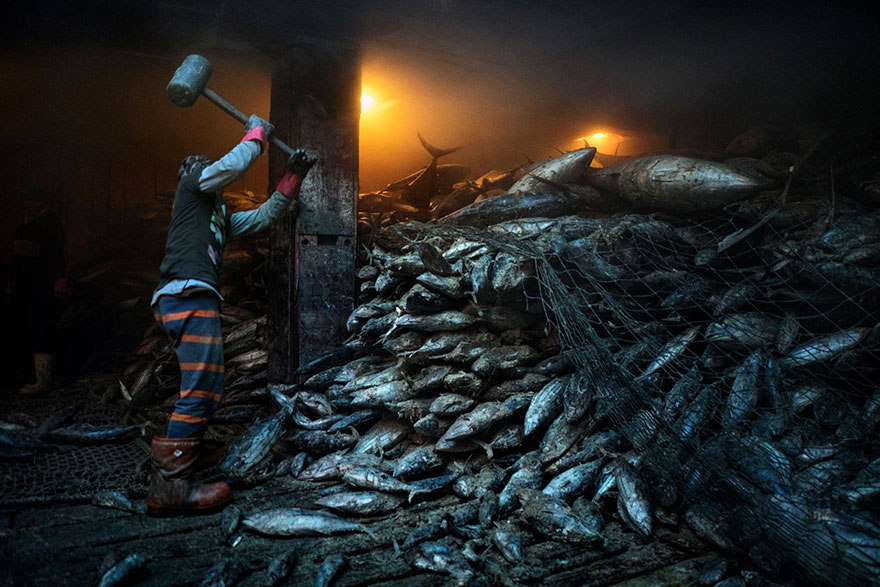 4- کارگری که با استفاده از چکش در حال بیرون کشیدن ماهی های تن از میان تور ماهیگیری چینی در شهر جنرالسنتو در فیلیپین است.