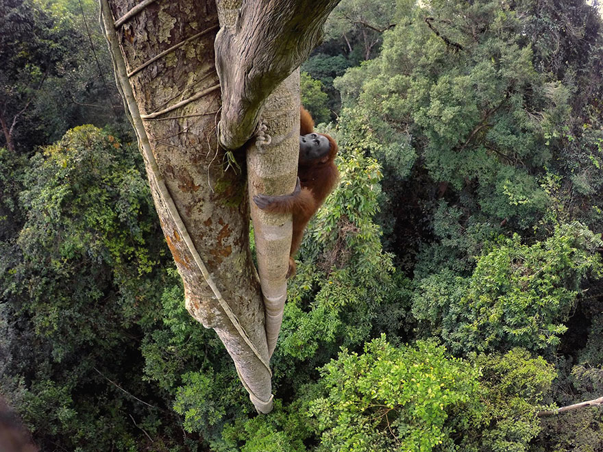 46- یک اورانگوتان Bornean برای کندن میوه انجیر وحشی حدود 30 متر ارتفاع درخت را صعود کرده است. جالب است بدانید اورانگوتان های نر با وزنی حدود 100 کیلوگرم، سنگین وزن ترین حیوانات با قدرت بالا رفتن از درخت در سراسر دنیا محسوب می شوند.