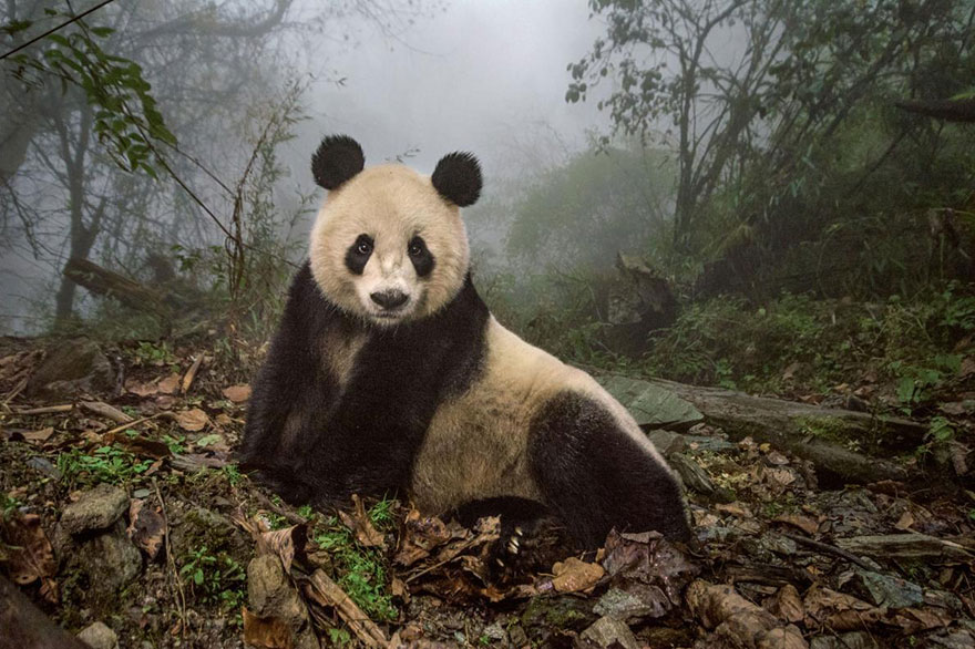 47- Ye Ye، یک پاندای 16 ساله است که در منطقه حفاظت شده Wolong در چین روی زمین دراز کشیده است.