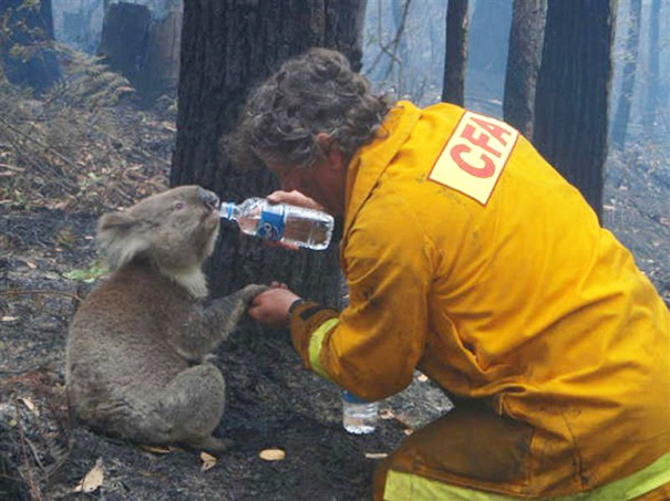 نجات کوالا در استرالیا
