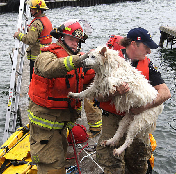 نجات سگ از غرق شدن در آب های سرد دریاچه اونتاریو