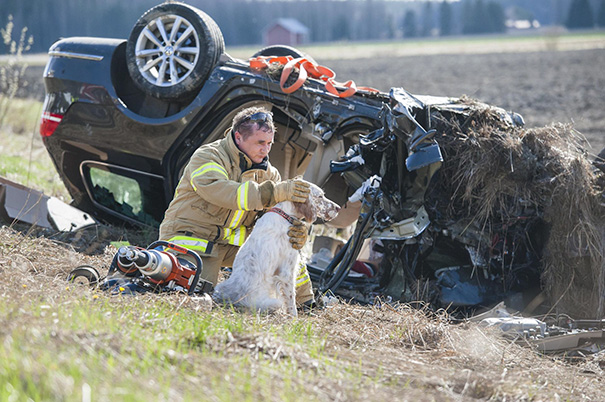 نجات سگ پس از تصادف خودرو