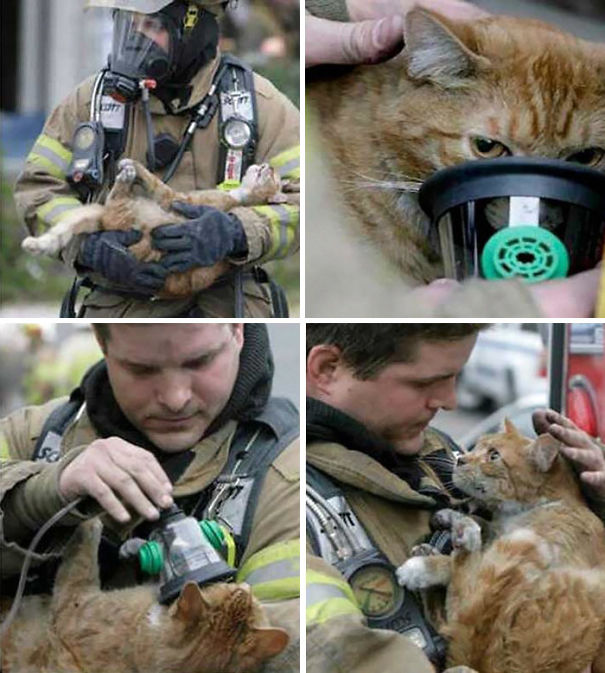 نگاه سرشار از محبت به گربه ای که از آتش نجات داده شده