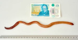 a99954_dave-giant-earthworm-01.adapt.1900.1-w750