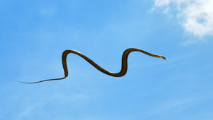 Flying_Snake