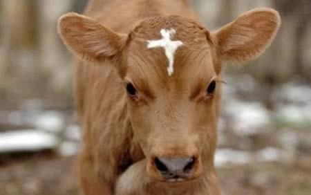 a98421_birthmark_8-cow