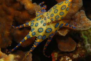 blue-ringed-octopus-w900-h600