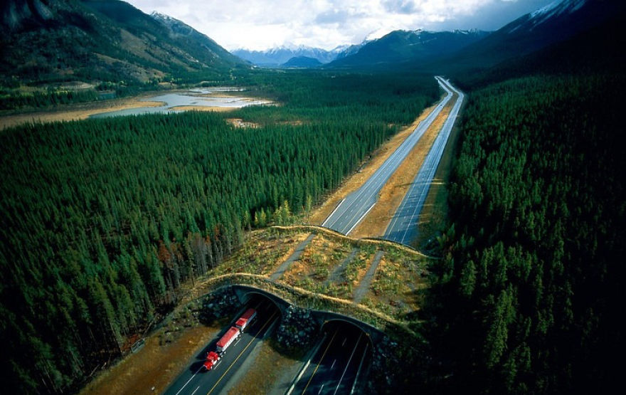 پل هوایی پارک ملی بانف (Banff National Park) در کانادا