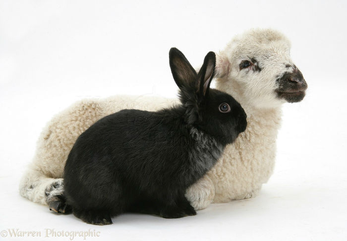 25596-Lamb-and-black-rabbit-white-background-w700