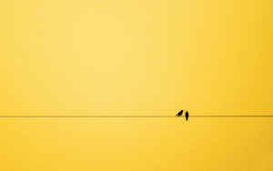 444955-minimalism-birds-background-1000-ef55d4551b-1484644980-w700