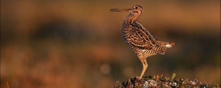 Great_Snipe_displaying-w700