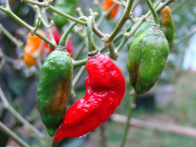 chillies-are-used-as-weapons-w700