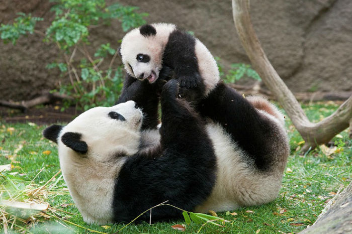 giant-panda-mama-and-cub-zssd-w700