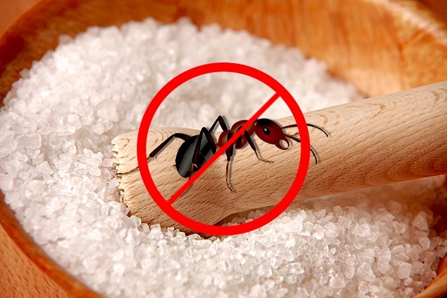 دور کردن مورچه ها: برای این منظور می توانید نمک و آب را با نسبت یک به 4 با یکدیگر مخلوط کرده و در محلی که تصور می کنید، مورچه ها در آن اجتماع می کنند، اسپری کنید. یا حتی می توانید کمی نمک خشک در آن مکان بپاشید.